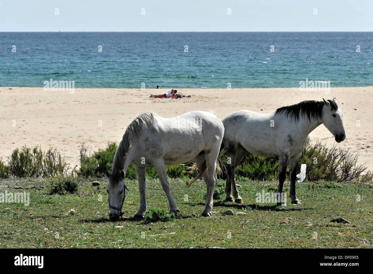 Andalusier, Schimmel, Strand in der Nähe von Tarifa, Andalusien, Spanien, Europa Stockfoto