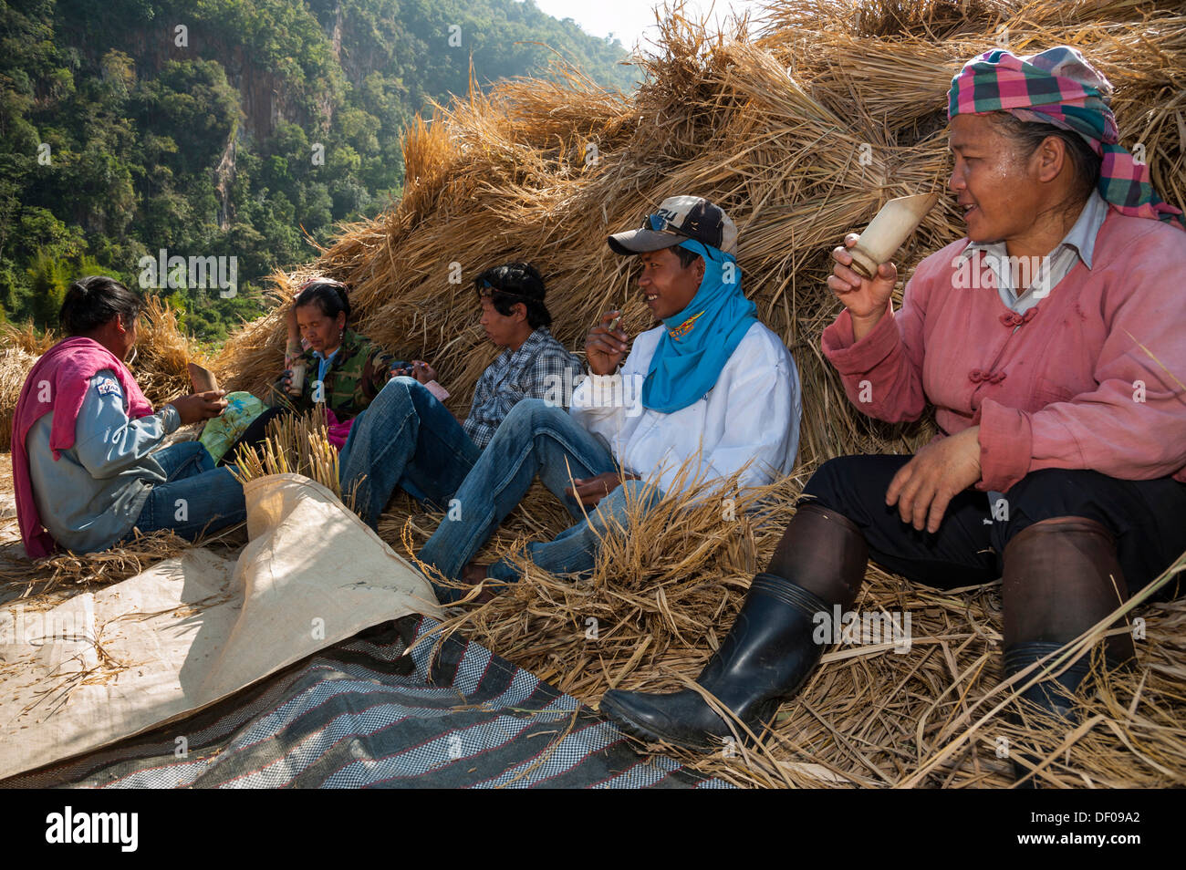 Menschen aus den Shan oder Thai Yai ethnische Minderheit trinken Tee aus einem Bambus-Becher, Arbeitspause, Heuhaufen, Soppong oder Pang Mapha Stockfoto