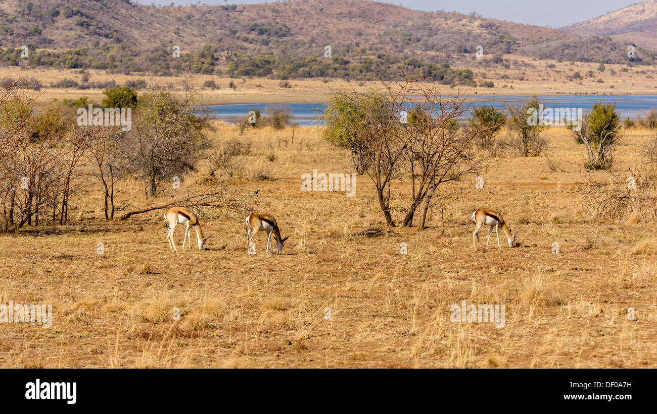 Springbok roaming frei in der trockenen Savanne Ländereien der Pilanesberg National Park, Südafrika Stockfoto