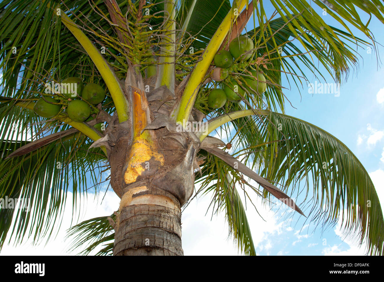 Kokosnuss-Palme mit Kokosnüssen (Cocos Nucifera), in der Nähe von Pointe Aux Piments, Mauritius, Afrika Stockfoto