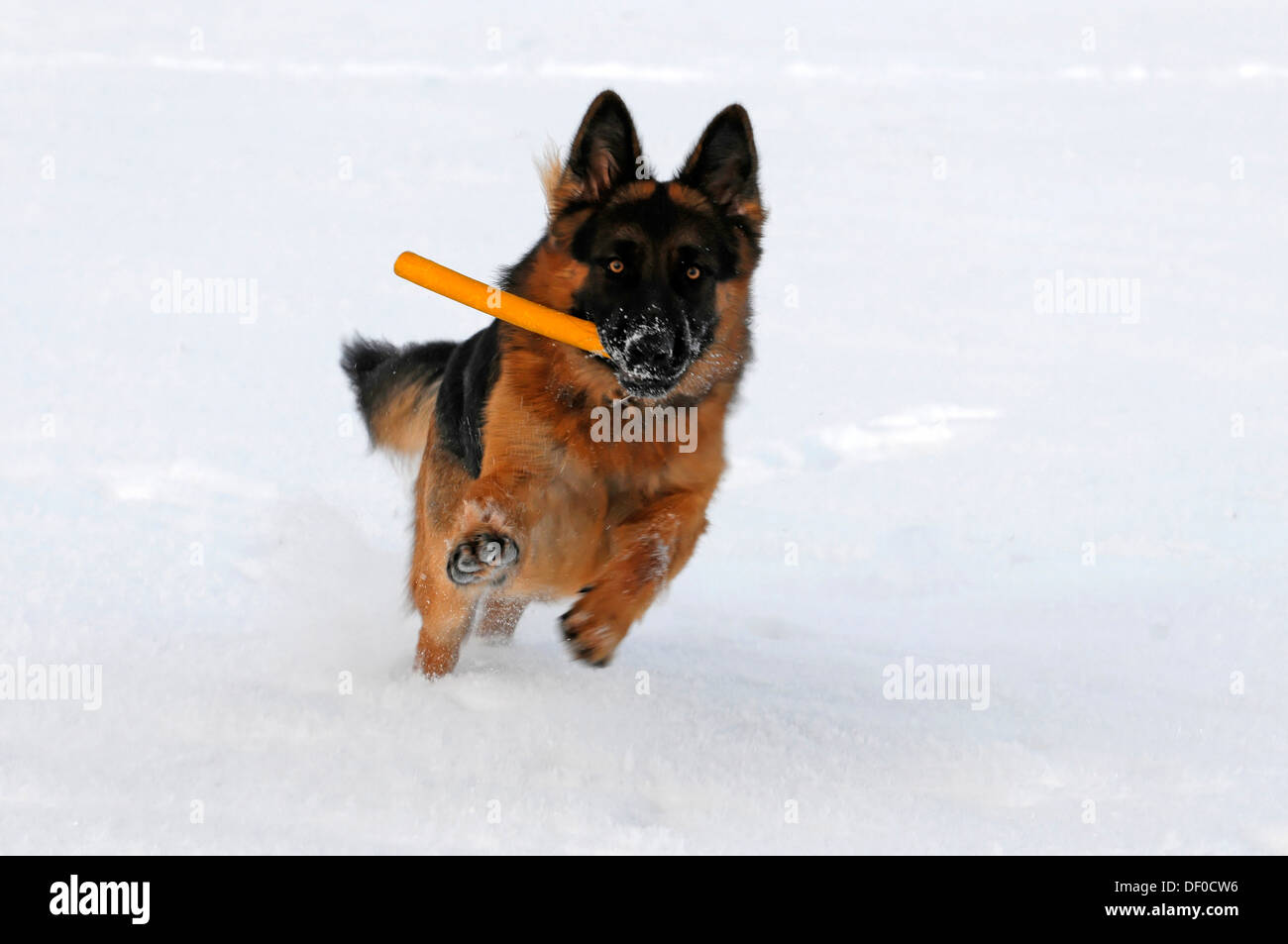 Deutscher Schäferhund läuft mit einem Spielzeug im Maul, Spraitbach, Schwäbisch Gmünd, Baden-Württemberg, Deutschland Stockfoto