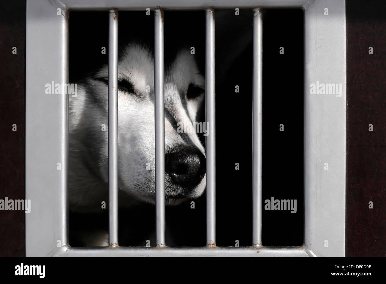 Siberian Husky hinter Schloss und Riegel in ein Transportfahrzeug, 6. International Sled Dog Race, 26-27/01/2013, Inzell, Bayern, Deutschland Stockfoto