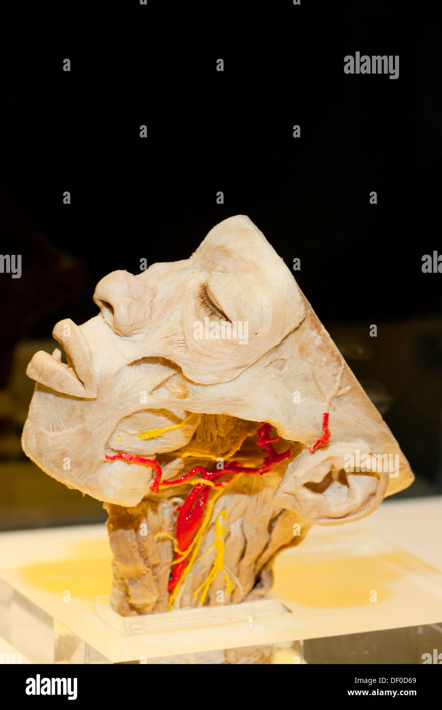 Plastination Exemplar der sagittalen Abschnitt des Kopfes Stockfoto