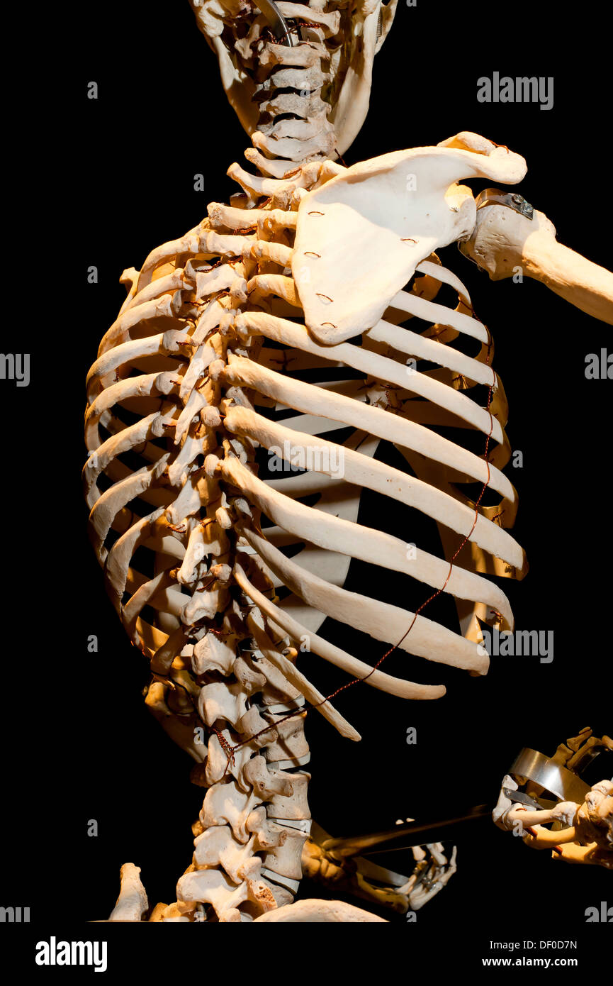 Plastination Exemplar von einem menschlichen Skelett, detail Stockfoto