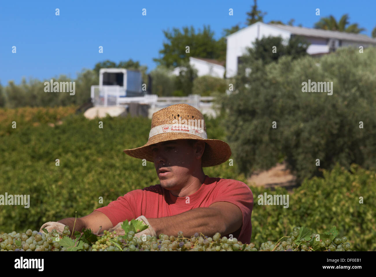 Montilla, Ernte Pedro Ximenez Weintrauben, Bodegas Cabriñana, Jahrgang in einem Weinberg in Montilla Montilla-Moriles Bereich, Cor Stockfoto