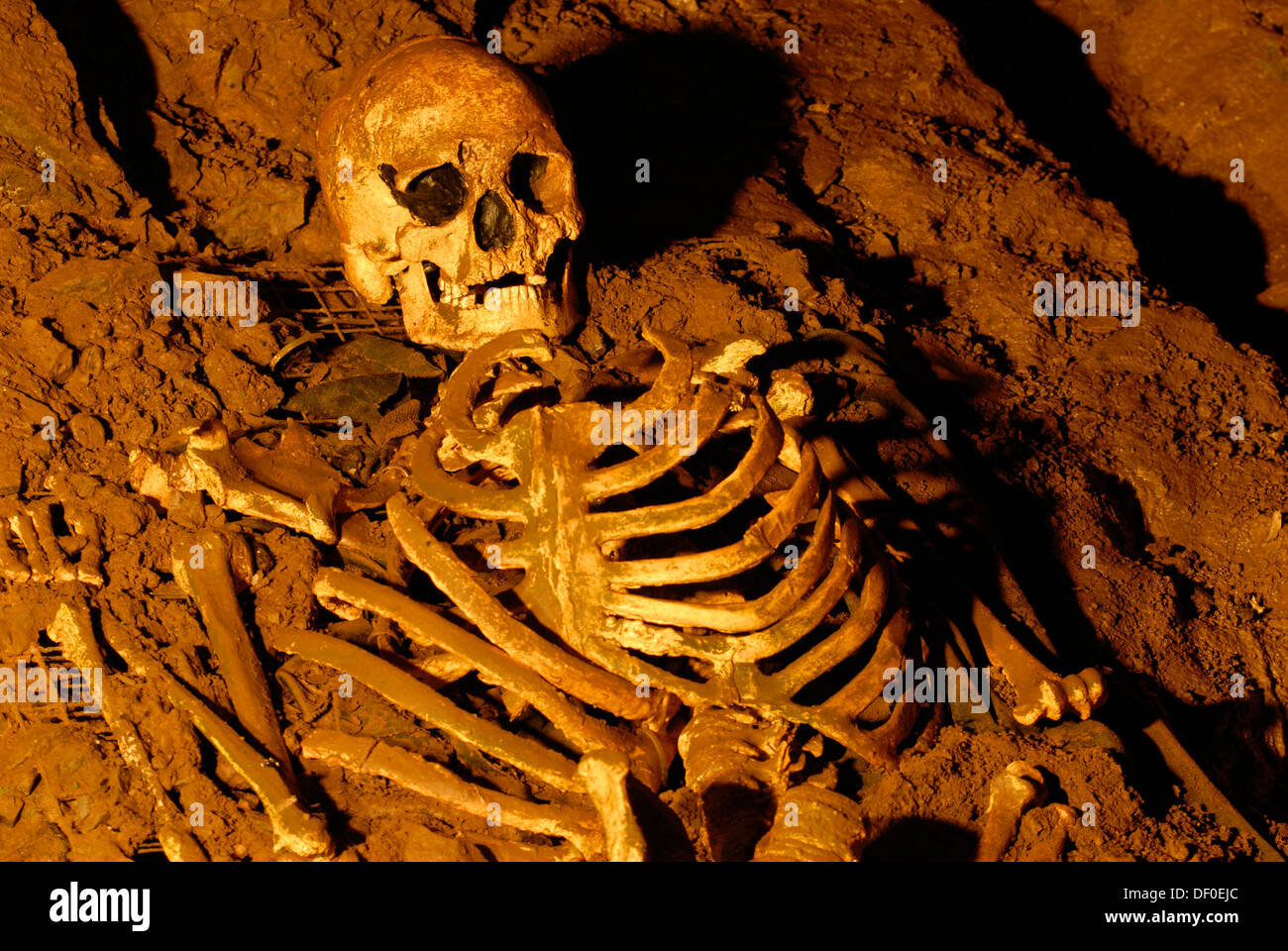 Schädel und Skelett aus der Steinzeit, Cheddar Man Museum für Urgeschichte, Cheddar, Somerset, England, Vereinigtes Königreich, Europa Stockfoto