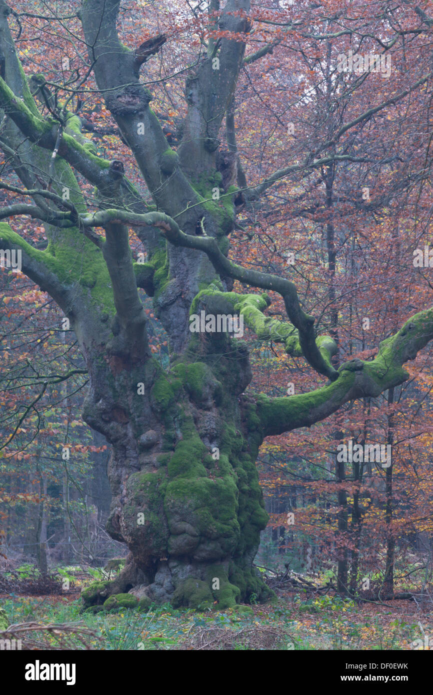 Alte Buche, Hudebuche, (Fagus Sylvatica), Tinner Loh, Region Emsland, Niedersachsen Stockfoto