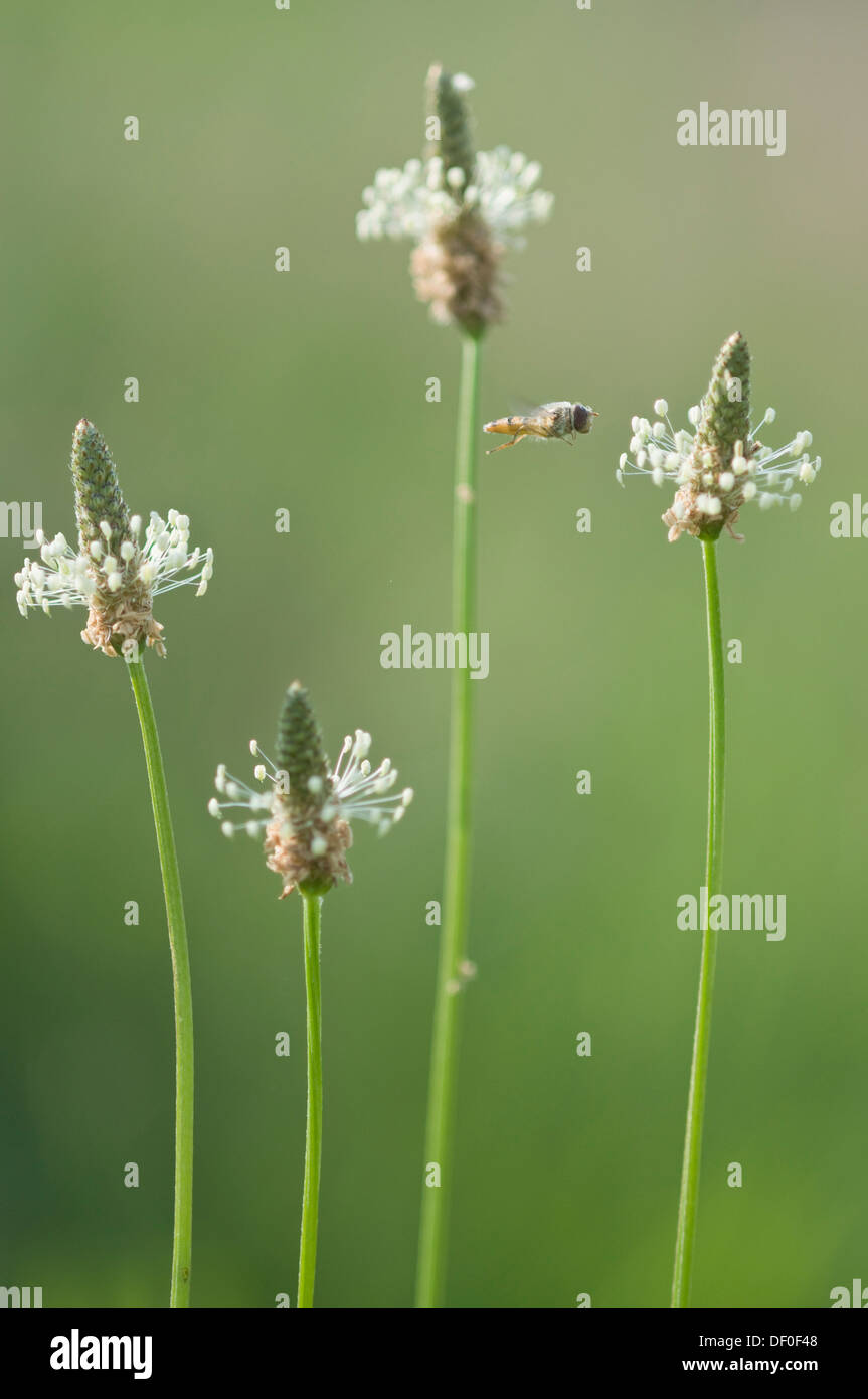 Spitzwegerich Spitzwegerich, Englisch Plantain, Buckhorn Wegerich und Narrowleaf Wegerich (Plantago Lanceolata) mit Schwebfliege, Haren Stockfoto