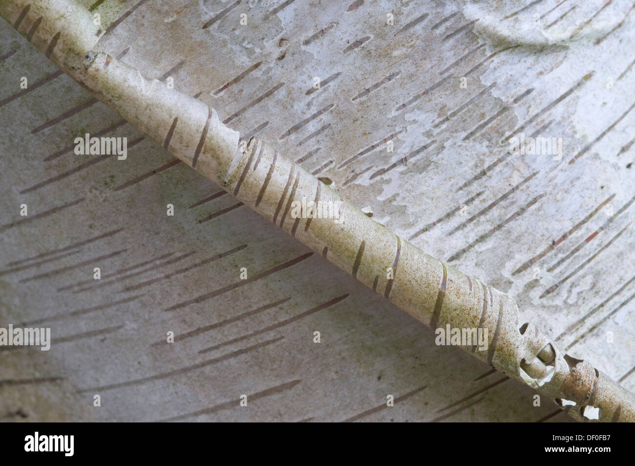 Rinde einer Birke (Betula Pendel, Betula verzweigt), Haren, Emsland, Niedersachsen Stockfoto