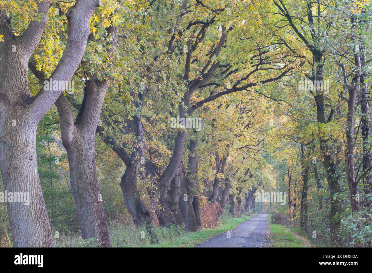 Allee mit Eichen (Quercus Robur), Haren, Emsland, Niedersachsen Stockfoto