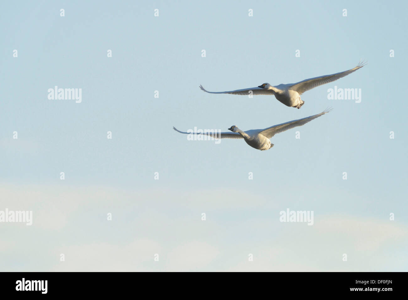 Zwergschwäne (Cygnus Bewickii), Haren, Emsland, Niedersachsen, Deutschland Stockfoto