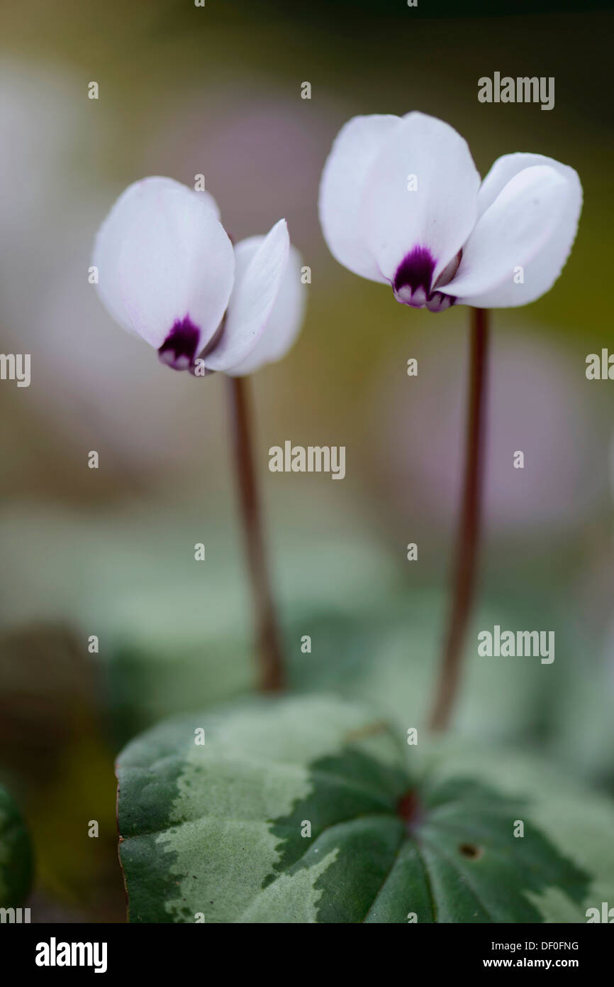 Blühende weiße Feder Alpenveilchen oder alpinen Frühjahr Veilchen (Cyclamen Coum Album), Haren, Emsland, Niedersachsen, Deutschland Stockfoto
