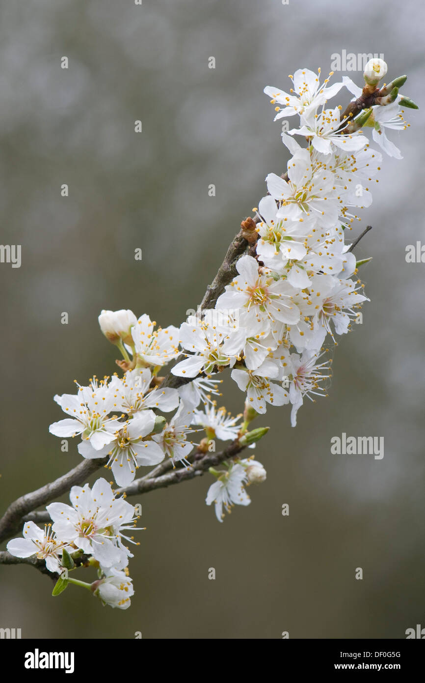 Kirschpflaume (Prunus Cerasifera), Haren, Emsland, Niedersachsen, Deutschland Stockfoto