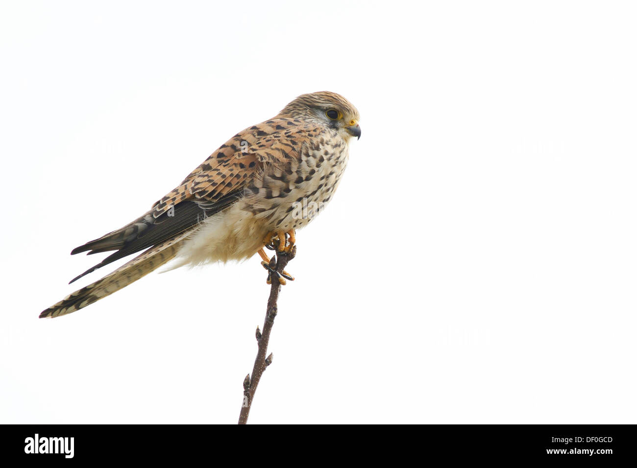 Turmfalke (Falco Tinnunculus), thront junger Vogel auf einem Zweig, Kapellenmoor, Emsland, Niedersachsen, Deutschland Stockfoto
