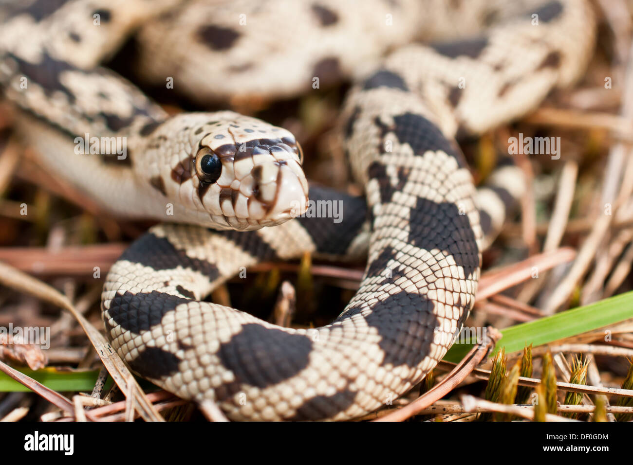 Junge Northern Pine Snake Stockfoto