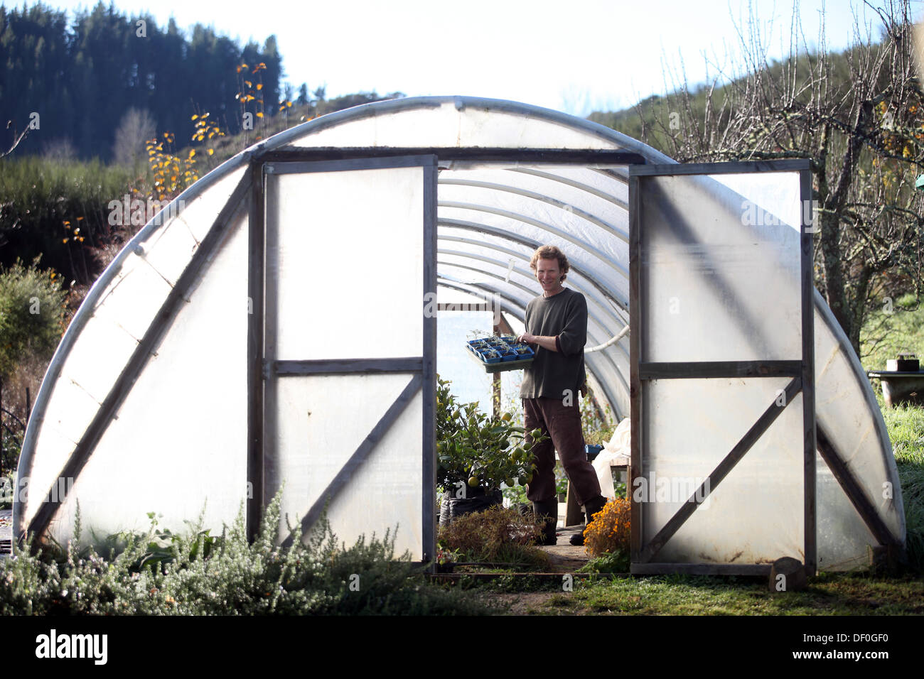Gemüsebauer Miles Gwynne in einem seiner Poly-Tunnel in der Nähe von Dovedale, Nelson, Neuseeland Stockfoto