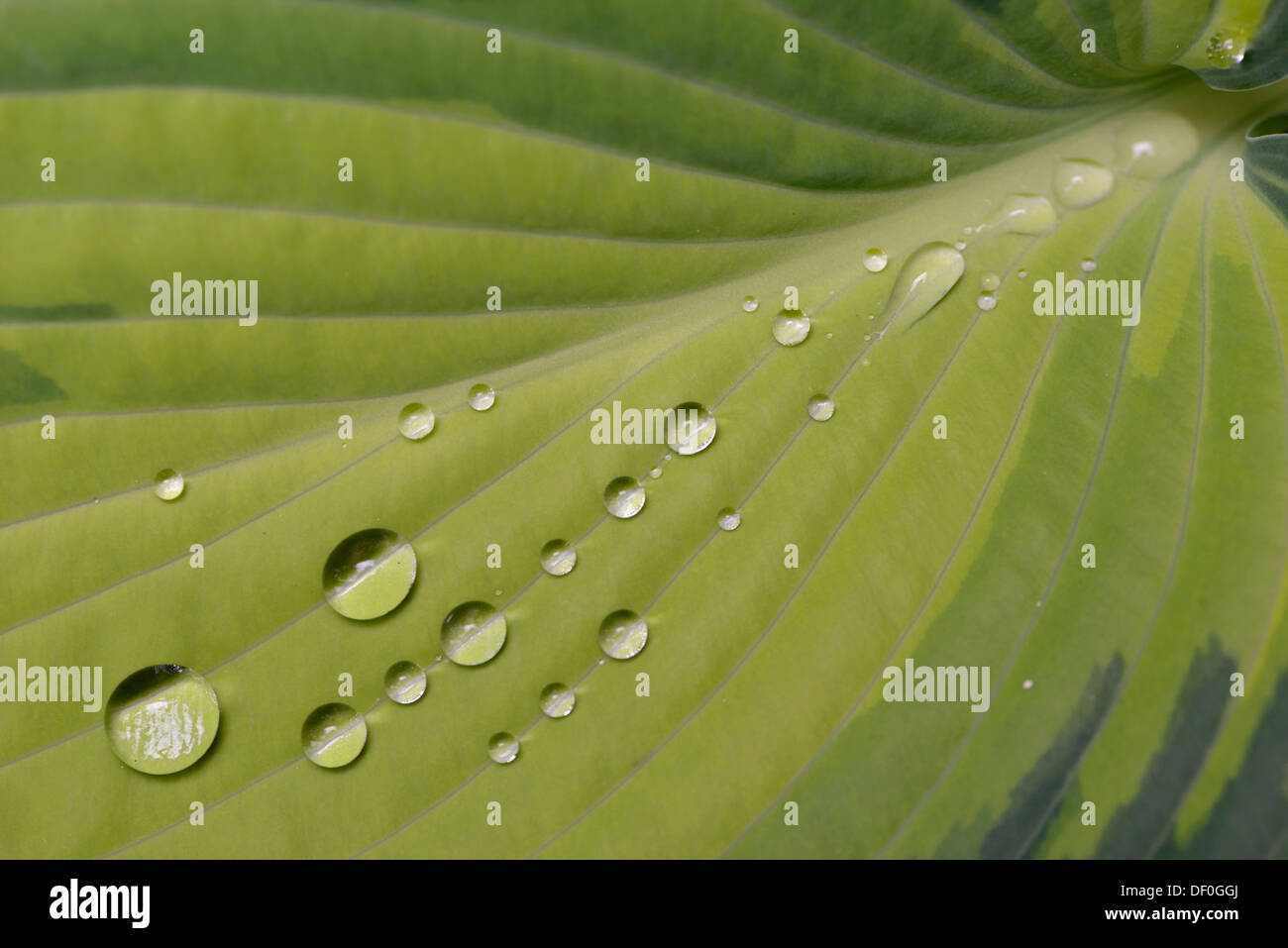 Blatt einer Wegerich-Lilie (Hosta "Juni") mit Regentropfen, Haren, Emsland, Niedersachsen, Deutschland Stockfoto