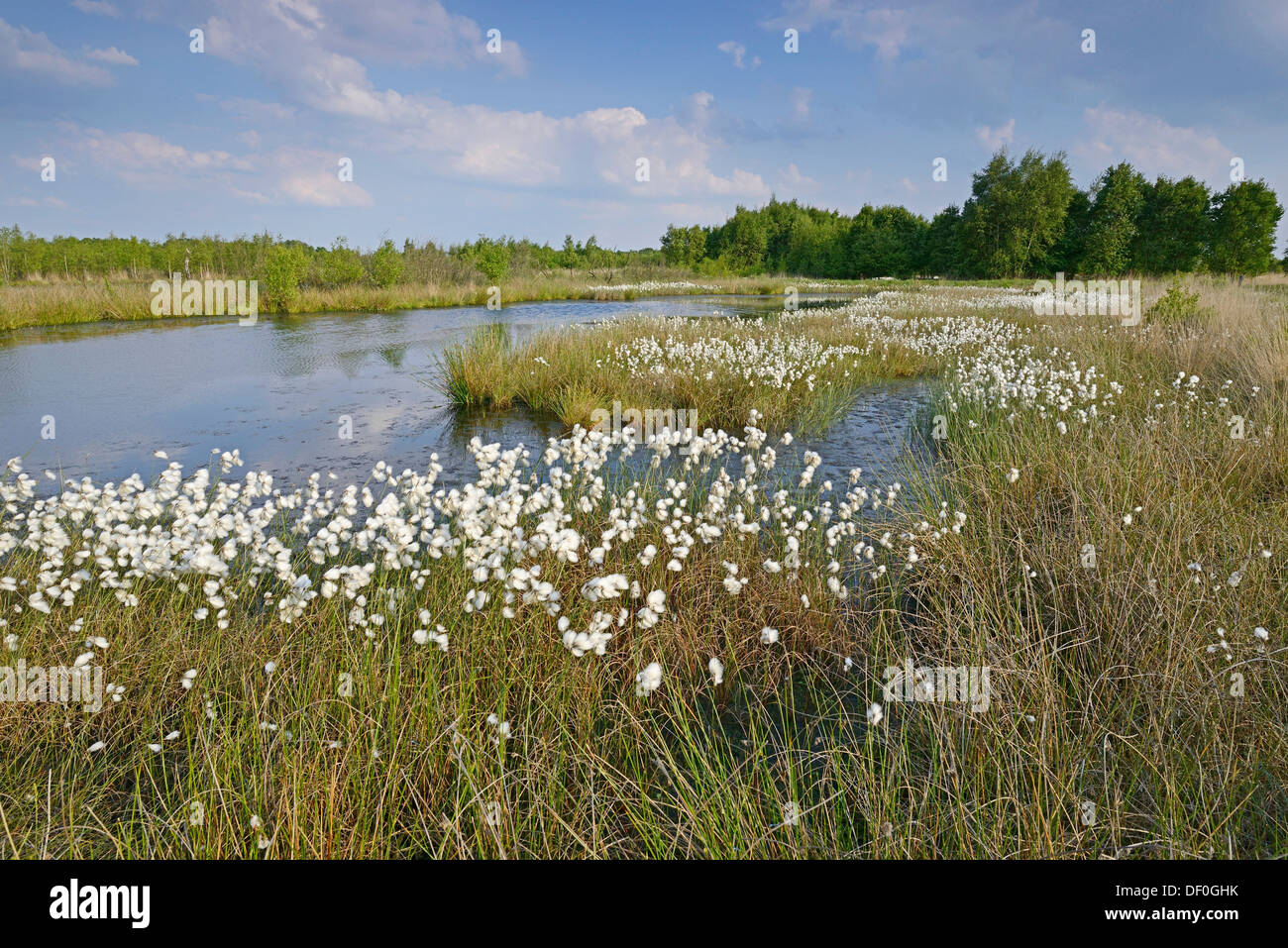 Gemeinsamen Wollgras oder gemeinsame Cottonsedge (Wollgras Angustifolium) in ein Moorgebiet Bargerveen, Zwartemeer, Drenthe Provinz Stockfoto