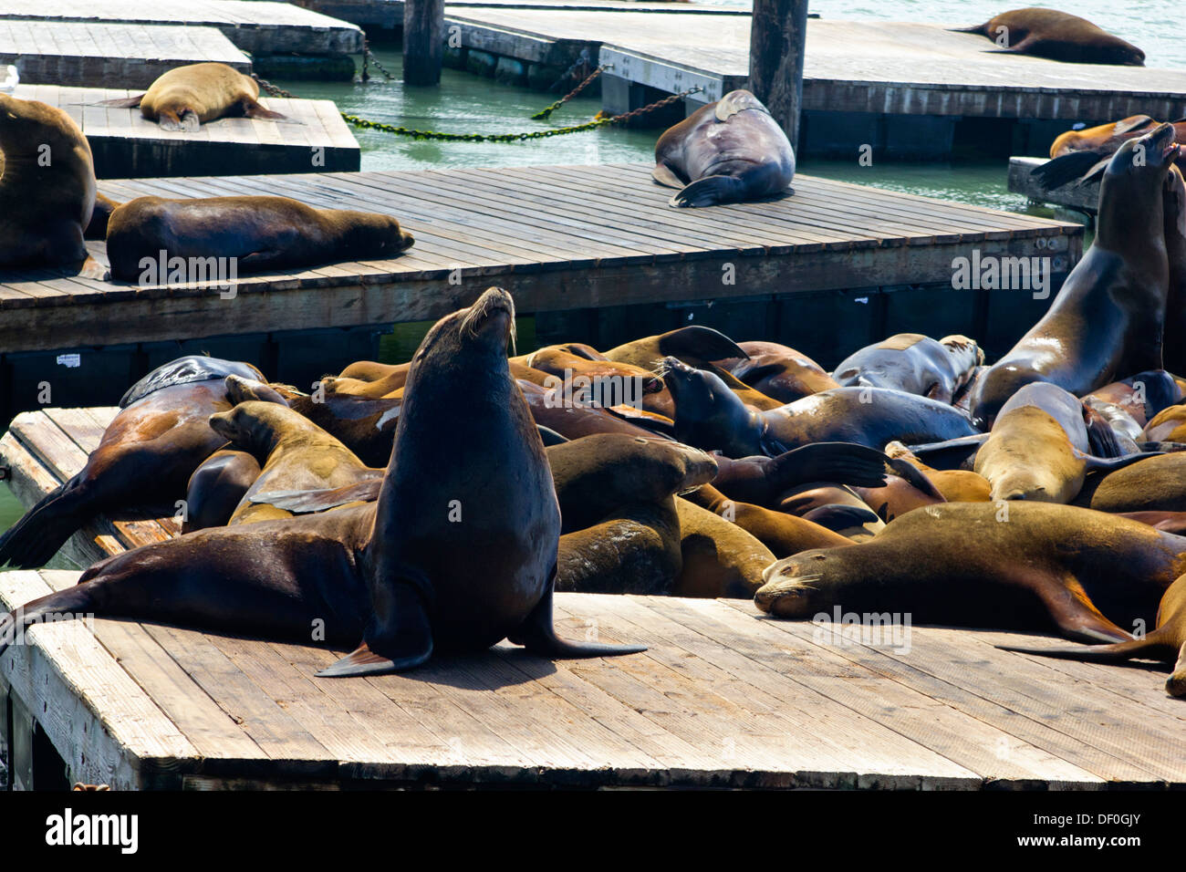 Seelöwen am Pier 39 San Francisco Kalifornien, USA Stockfoto