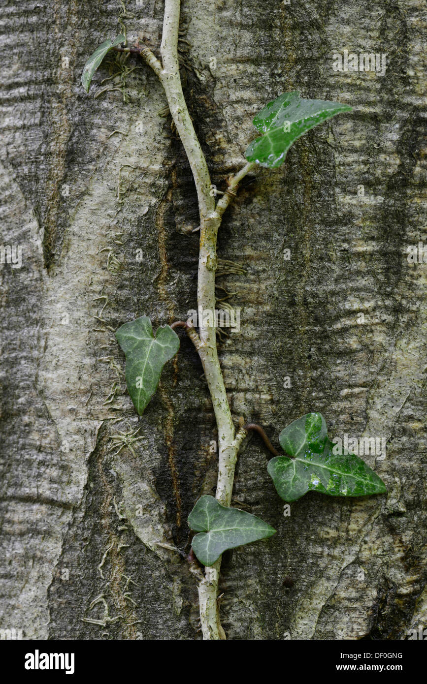 Efeu (Hedera Helix) an einem europäischen Hainbuche (Carpinus Betulus), Stovern Wald, Salzbergen, Emsland, Niedersachsen, Deutschland Stockfoto