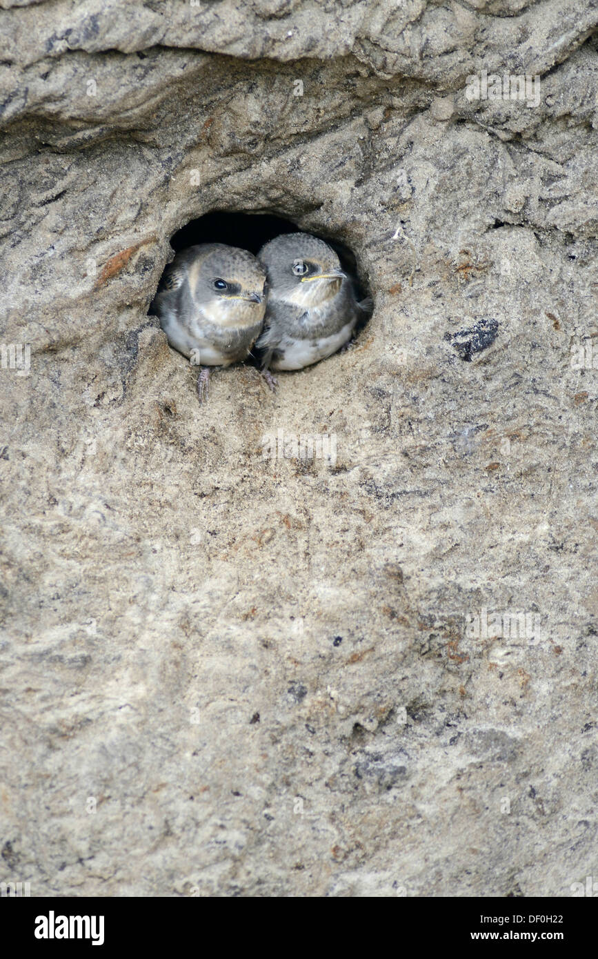 Sand Martins oder Bank schluckt (Riparia Riparia) Nestlinge aus Verschachtelung Loch, Niederlangen, Emsland, Niedersachsen Stockfoto