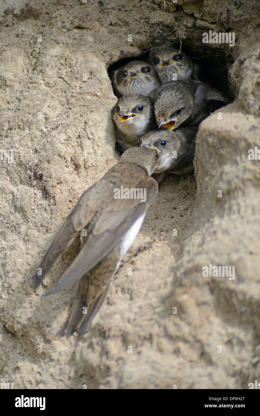 Sand Martins oder Bank schluckt (Riparia Riparia), Erwachsenen Vogel Fütterung Nestlinge bei Verschachtelung Loch, Niederlangen, Emsland Stockfoto