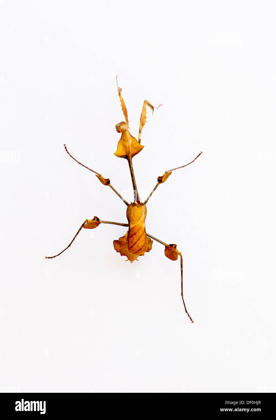 Gongylus gongylodes. Wandernde Geigenmännse. Verzierte Gottesanbeterin. Indische Rosenmantis Stockfoto