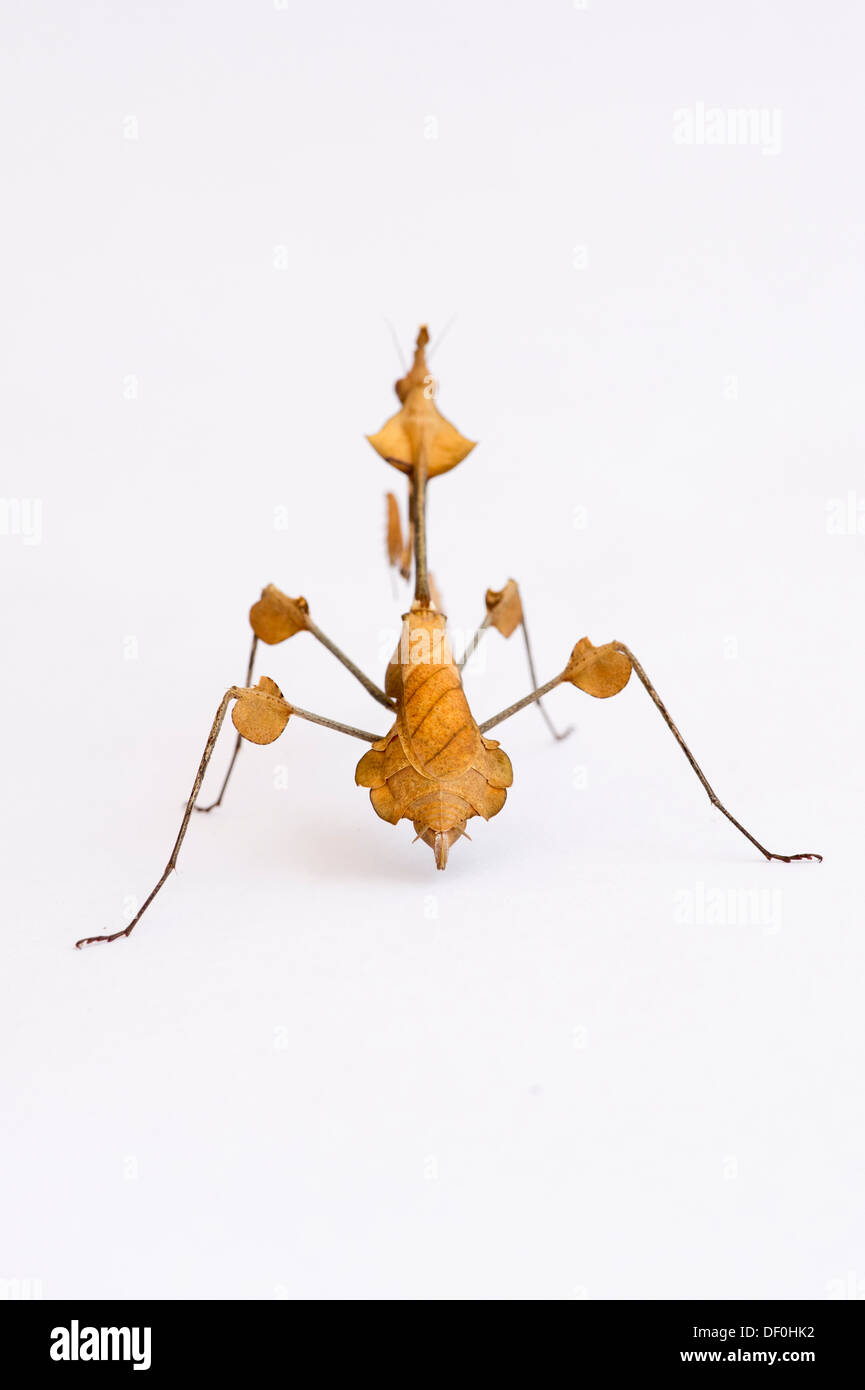 Gongylus gongylodes. Wandernde Geigenmännse. Verzierte Gottesanbeterin. Indische Rosenmantis Stockfoto