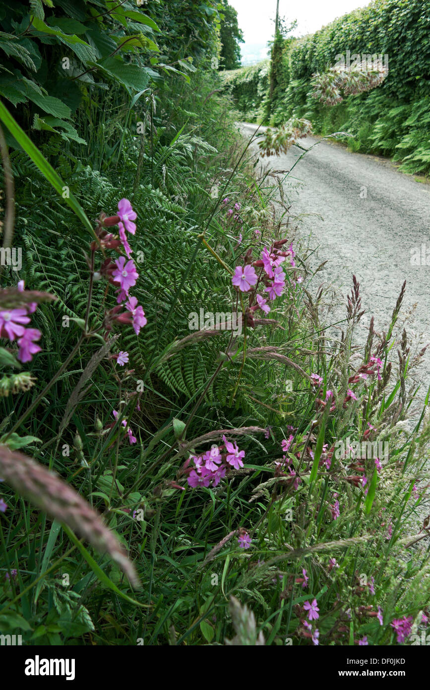 Rote Campion Wildblumen wachsen in der Hecke entlang einer Landstraße in Carmarthenshire Wales UK KATHY DEWITT Stockfoto