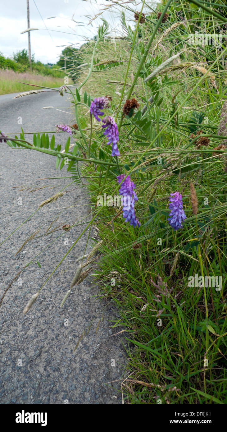 Lila getuftet Wicke Vicia Cracca Wildblumen wachsen am Rande der Landstraße im ländlichen Carmarthenshire Wales UK KATHY DEWITT Stockfoto