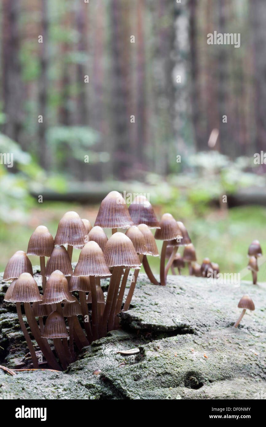 Coprinellus Disseminatus-Feen Motorhauben Stockfoto