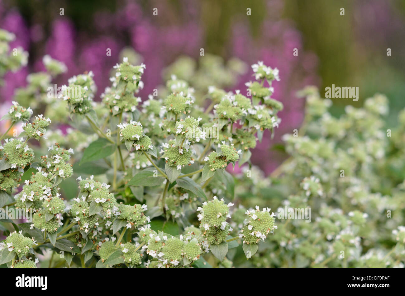 Kurze - gezahnte Mountain mint (pycnanthemum muticum) Stockfoto