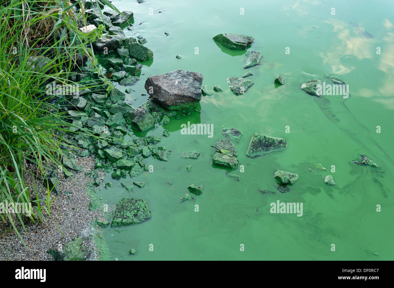 Blau-grüne Algen, Land Brandenburg, Deutschland Stockfoto