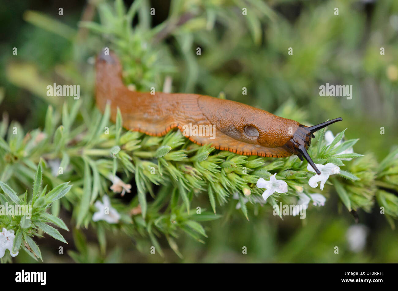 Spanisch slug (Arion vulgaris, Syn. Arion lusitanicus) und Bohnenkraut (satureja) Stockfoto