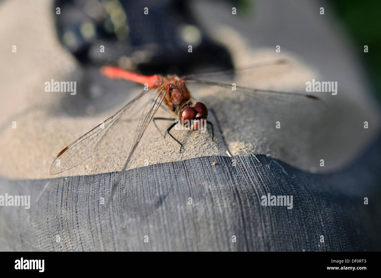 Dragonfly (aeshna) auf einem Schuh Stockfoto