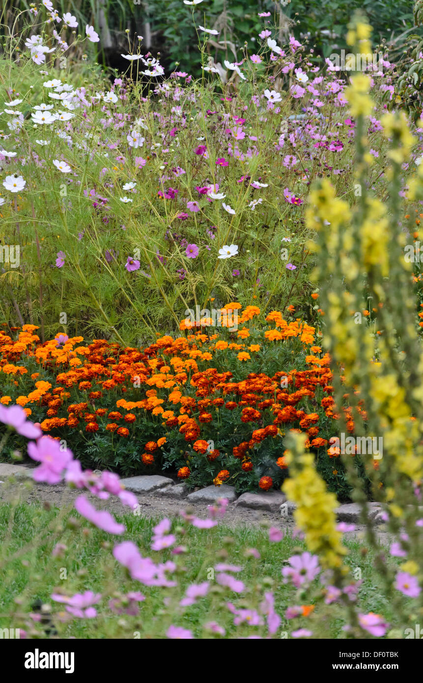 Tagetes (Tagetes) und Garten Kosmos (Cosmos Bipinnatus) Stockfoto