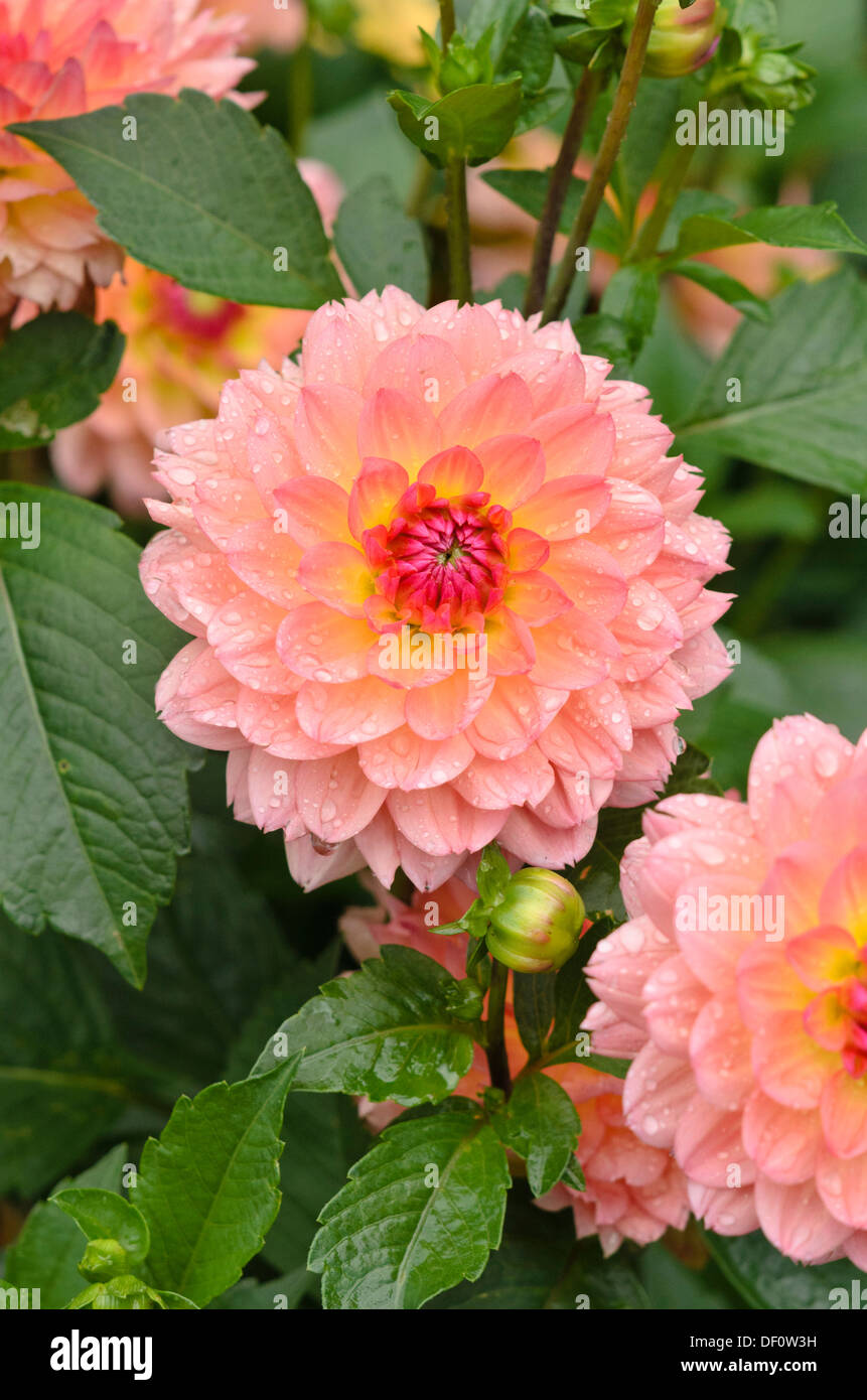 Dekorative Dahlie (Dahlia erna Panzer) Stockfoto