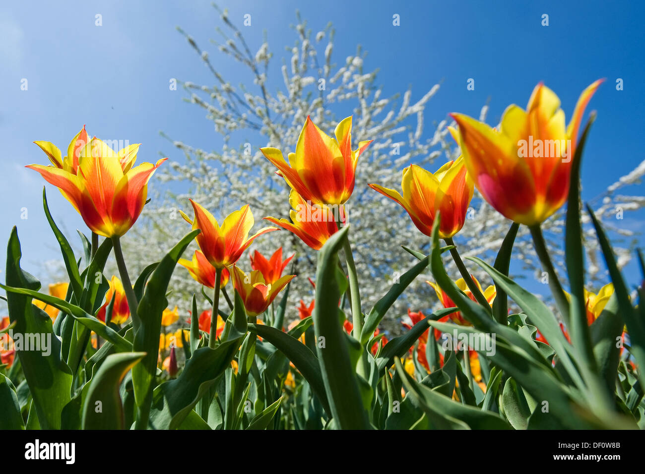 Berlin britz garden Fotos und Bildmaterial in hoher Auflösung Alamy
