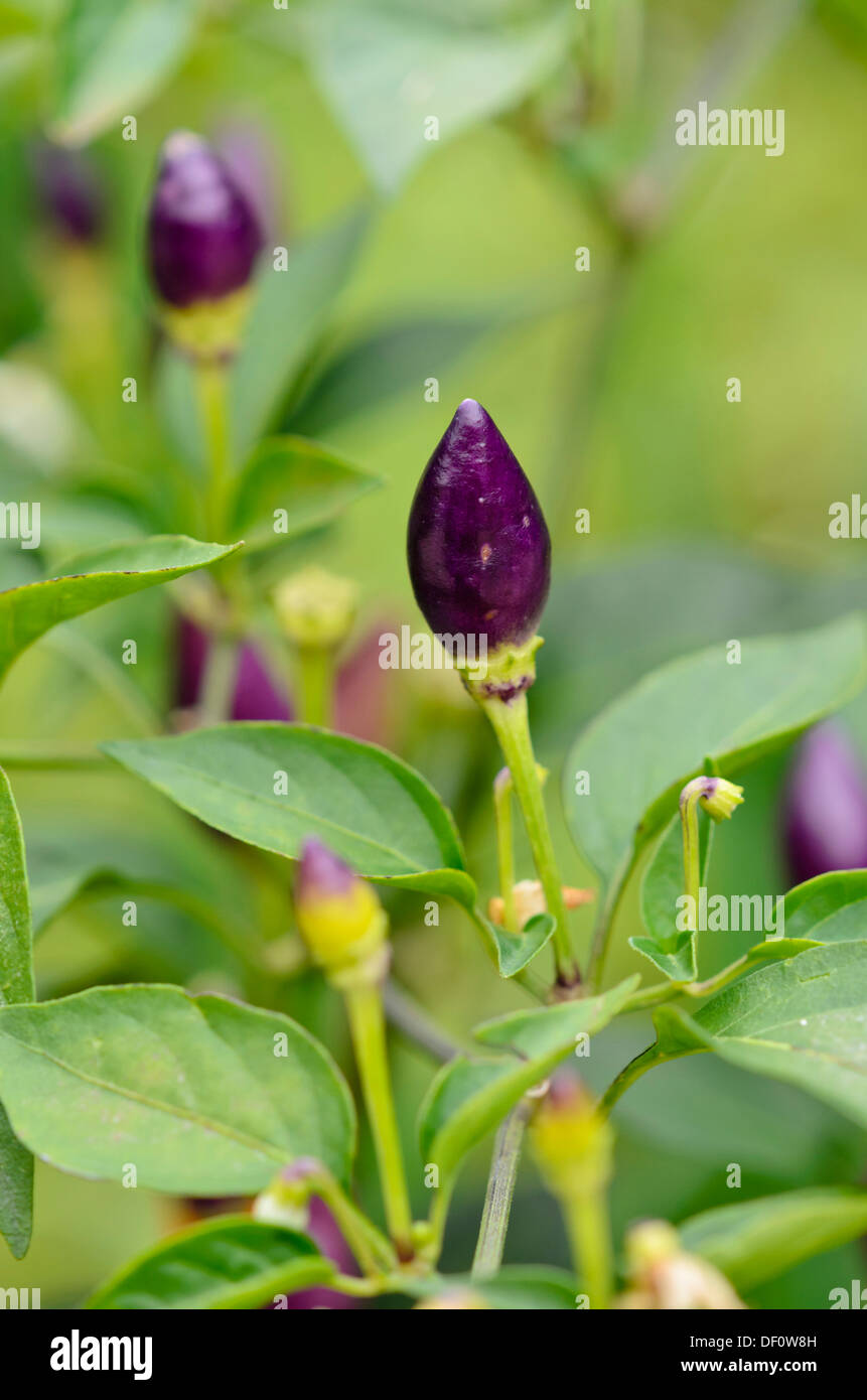 Chili (Capsicum) Stockfoto