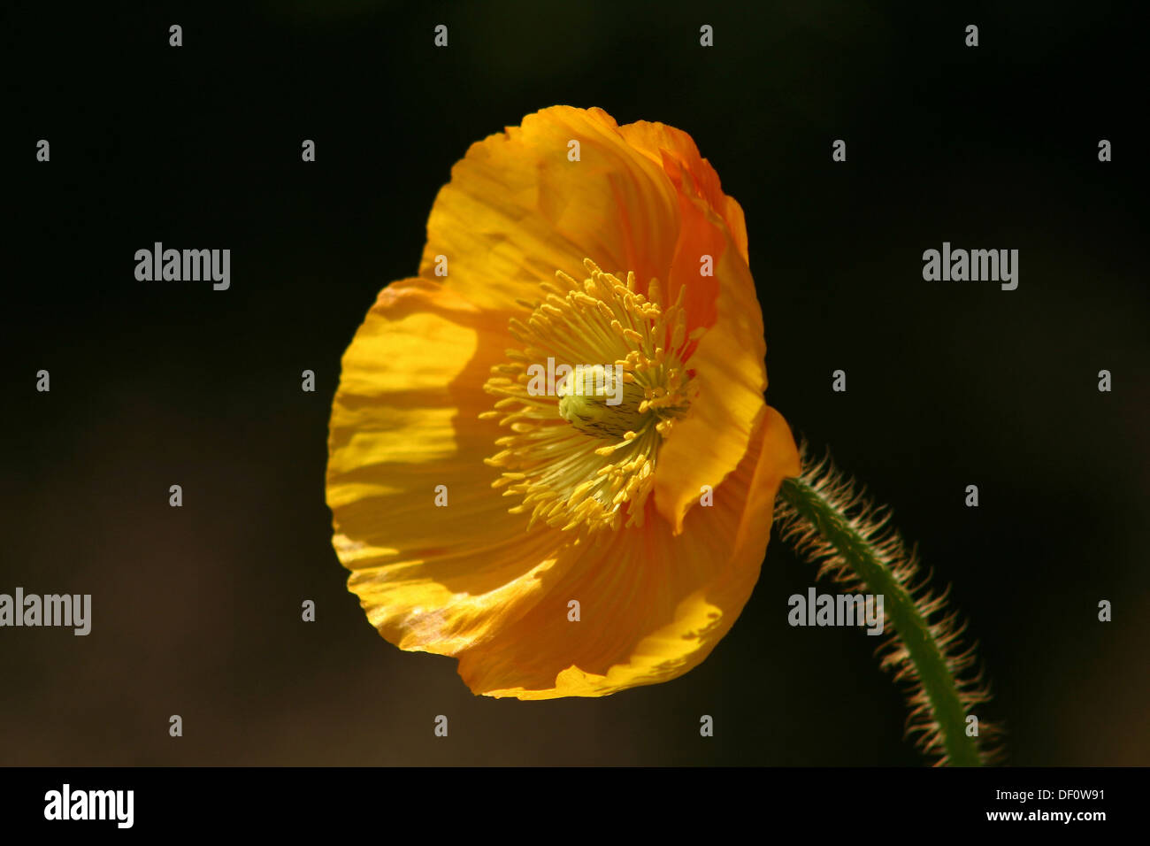 Leipzig, Deutschland, gelber Mohn Stockfoto