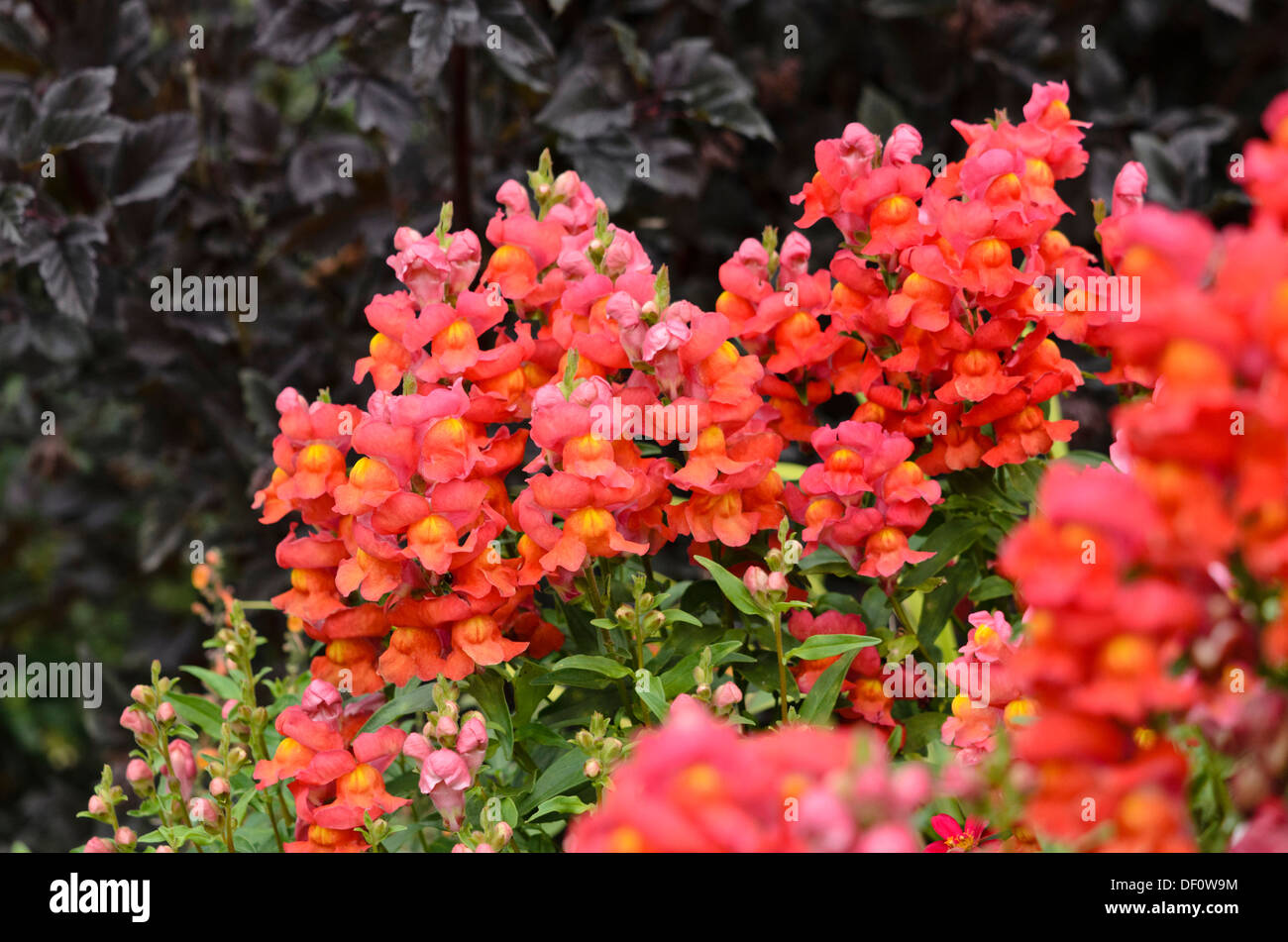 Snapdragon (antirrhinum majus Monnet-methode Scarlet') Stockfoto