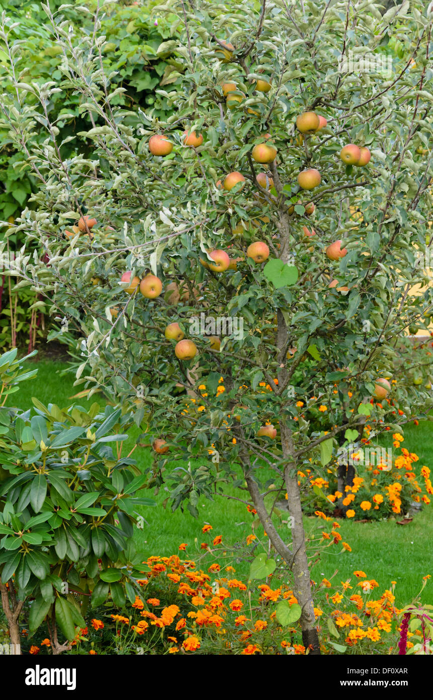 Orchard Apfel (Malus x domestica) und Tagetes (Tagetes) Stockfoto