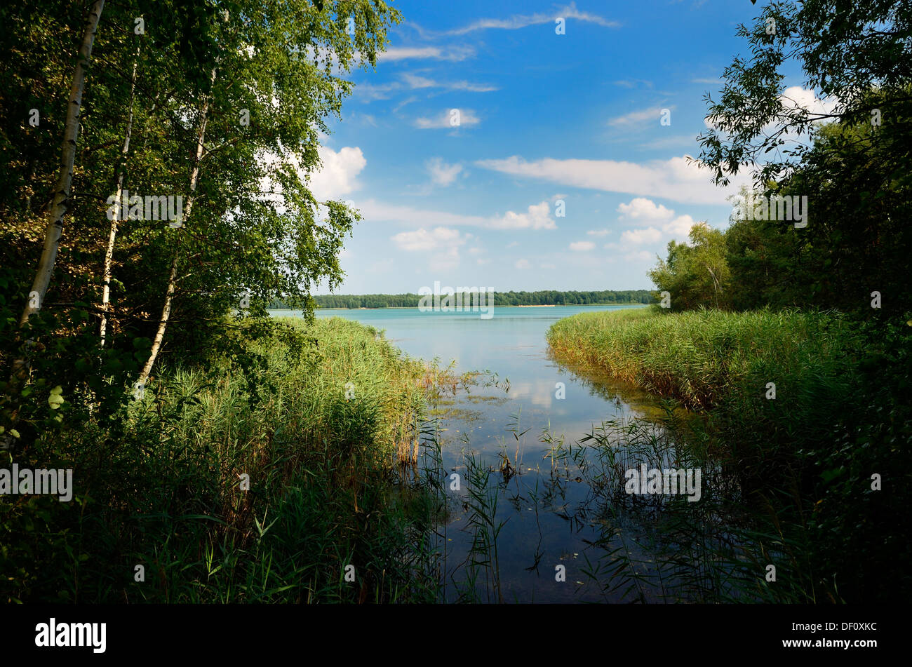 Rekultvierter-Tagebau in der Reserve niedrigen Lausitzer Heide Naturkulisse, Gruenwalder Lauch, Rekultvierter Tagebau Im Naturp Stockfoto