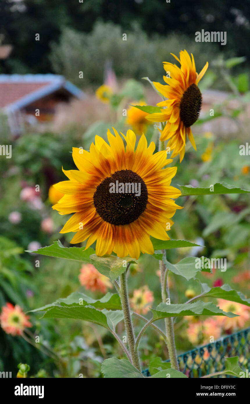 Gemeinsame Sonnenblume (Helianthus annuus) Stockfoto