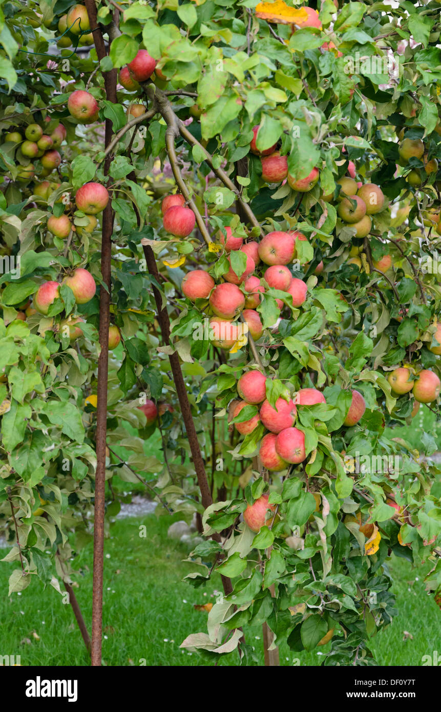 Orchard Apfel (Malus x domestica) mit Requisiten Stockfoto