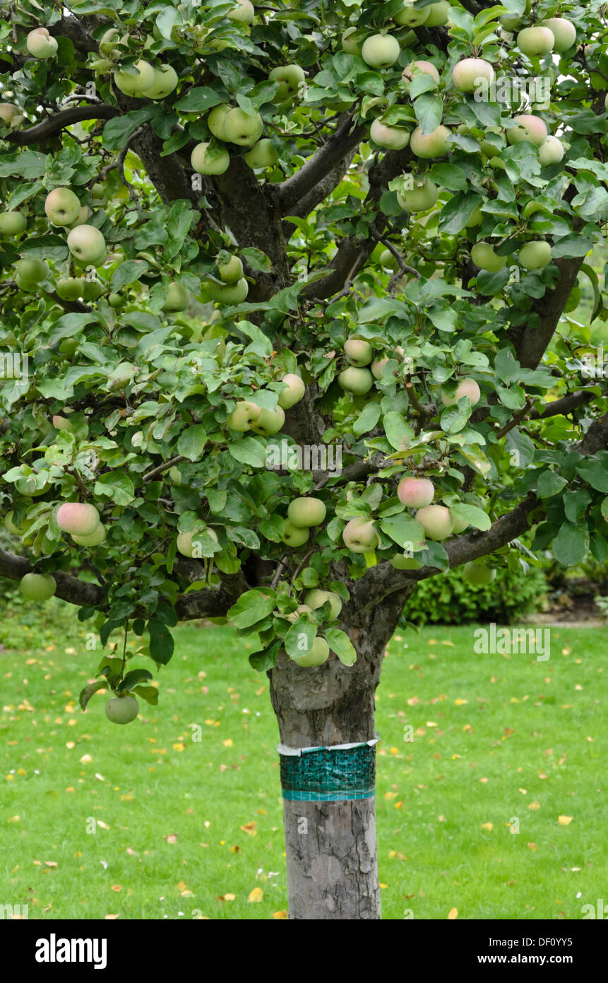 Orchard Apfel (Malus x domestica) mit Leim Ring Stockfoto