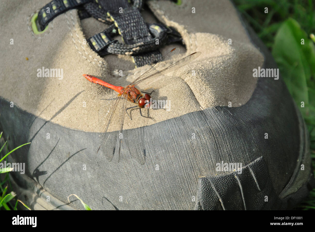 Dragonfly (aeshna) auf einem Schuh Stockfoto