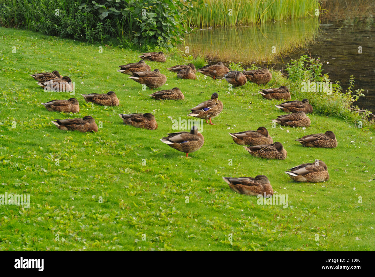 Northern Stockenten (Anas platyrhynchos) schlafend auf der Seeseite Stockfoto