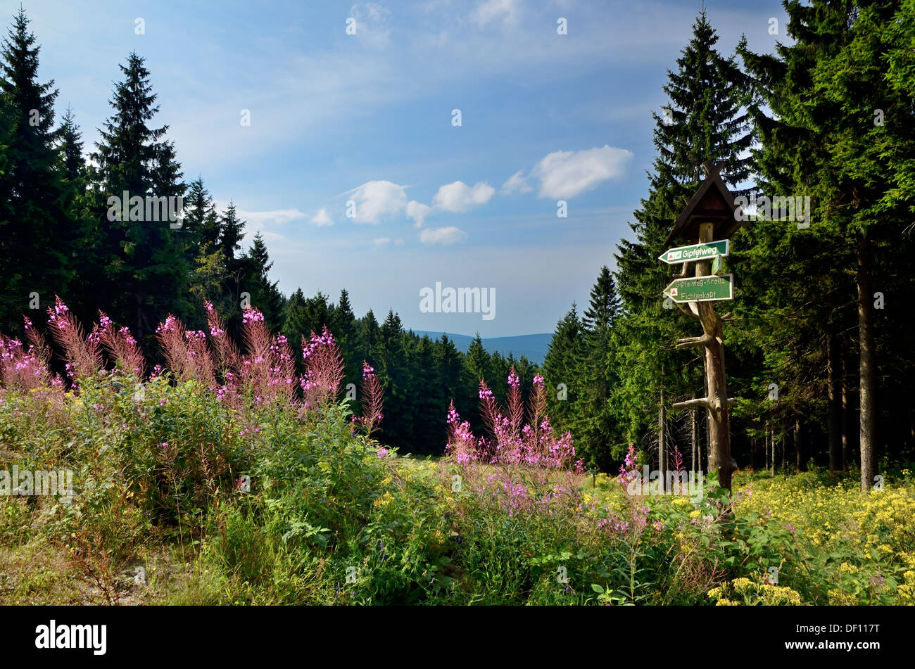 Wanderweg mit Suhler Hütte in der Nähe des Rennsteig, Thüringer Wald, Wanderweg Bei Suhler Hütte Nahe des Rennsteig, Thueringer Wald Stockfoto