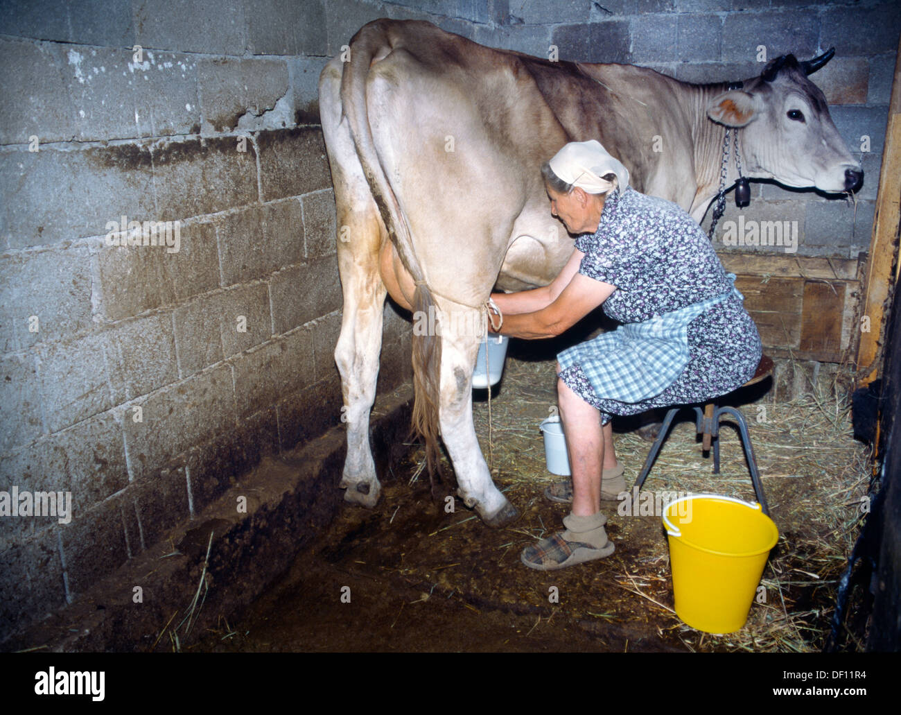 Zentral Dalmatien Kroatien Pakovo Selo Dorf Frau Kuh Zu Melken Stockfoto Bild Alamy